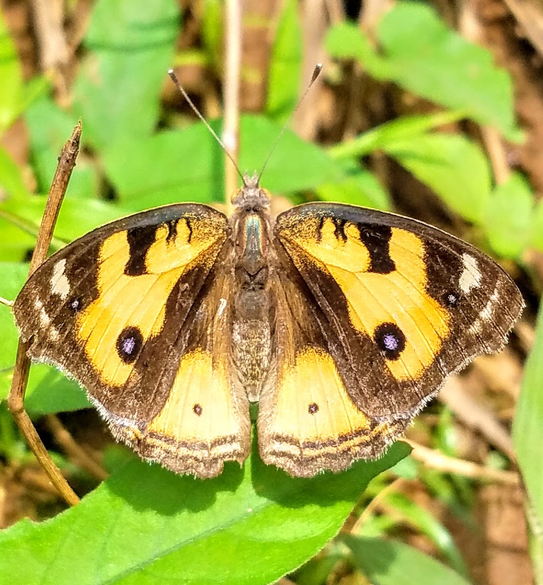 Yellow pansy