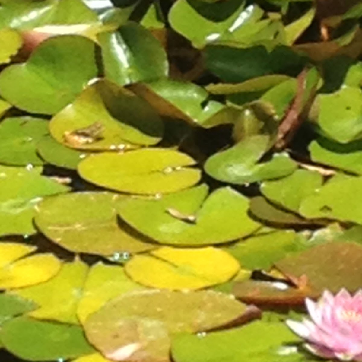 Yellow legged frog