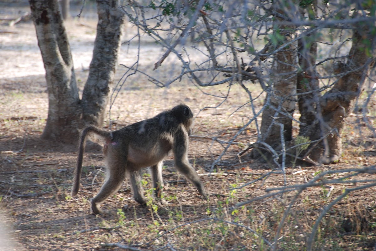 Chacma Baboon