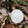 Porcelain fungus