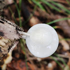 Porcelain fungus