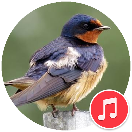 Swallow Bird Sounds