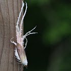 Wax-tailed Planthopper