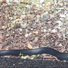 Texas Black Snake