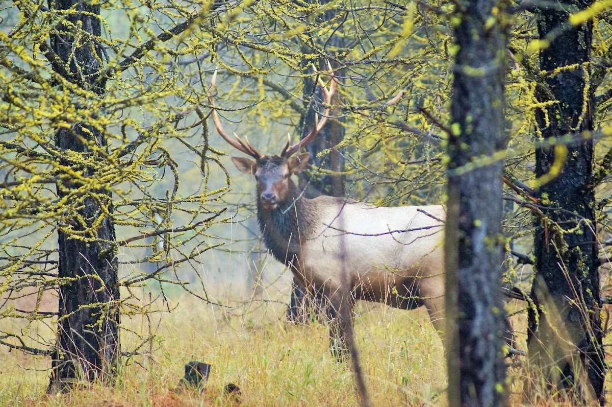 Elk