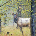 Elk