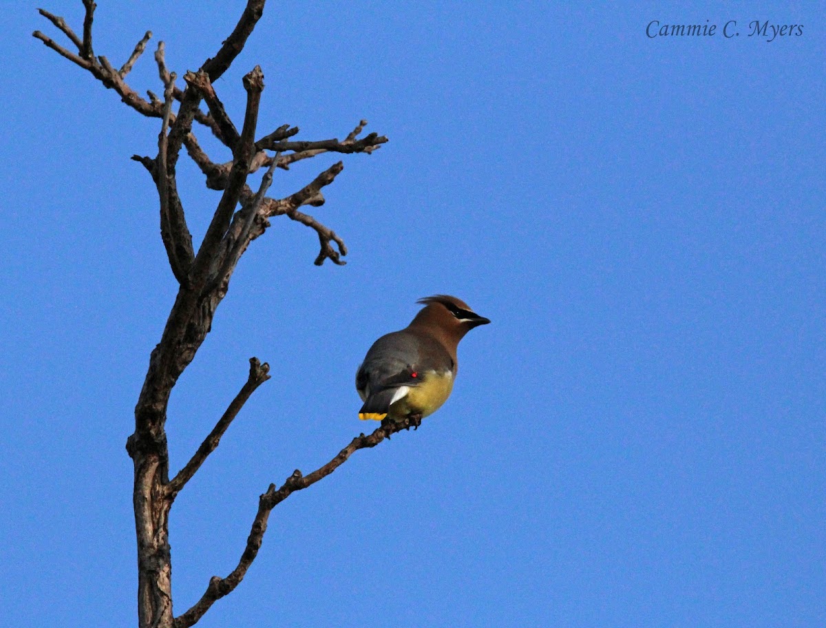 Cedar Waxwing