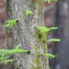 Bald Cypress