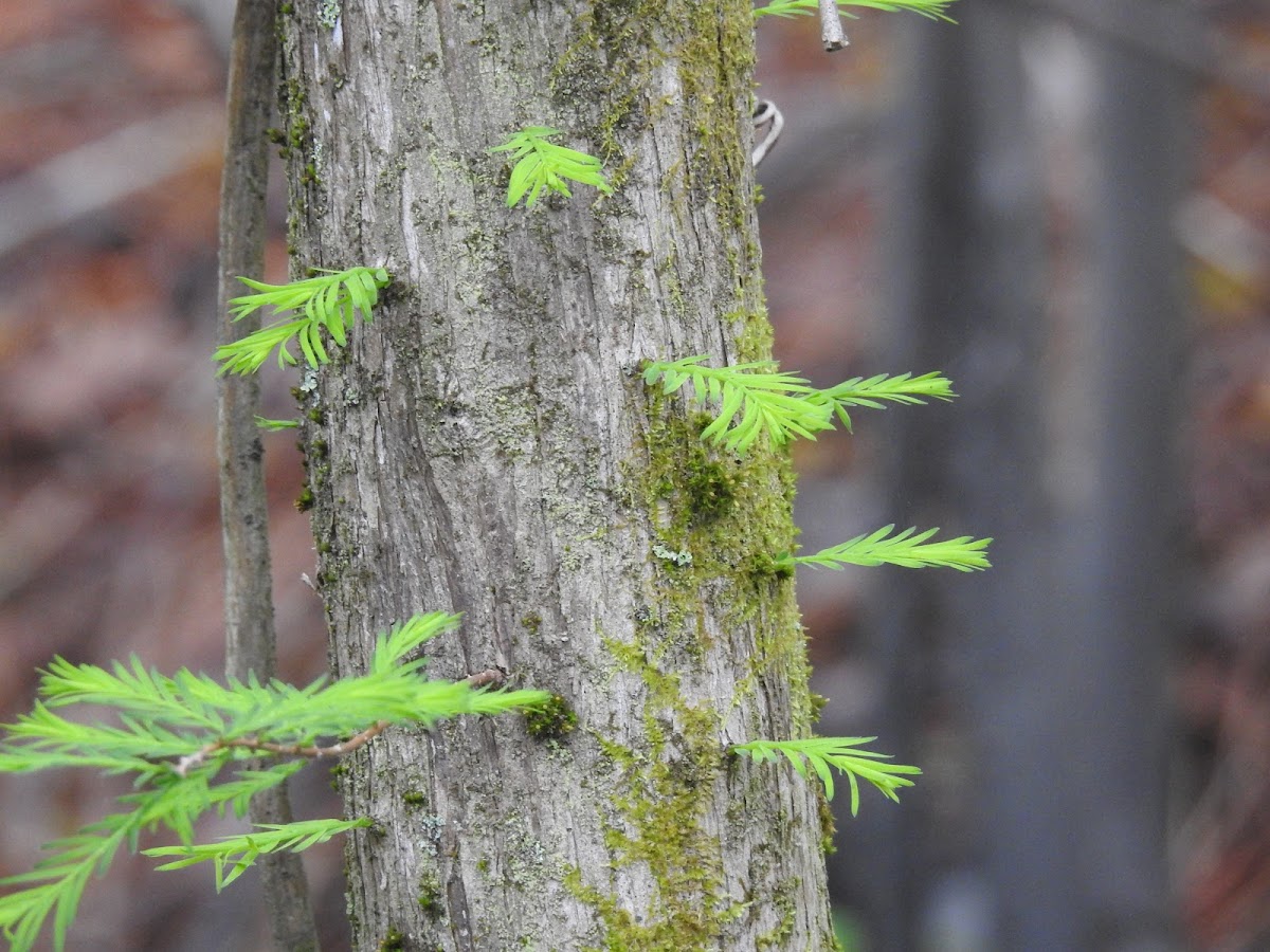 Bald Cypress