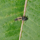 Multicolored Asian Lady Beetle