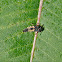 Multicolored Asian Lady Beetle