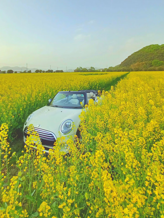 ミニ コンバーチブルの笠岡ベイファーム・あのベンチ・笠岡のモンサンミッシェル・菜の花・ご近所仲間と近場でオフ会に関するカスタム事例の投稿画像6枚目