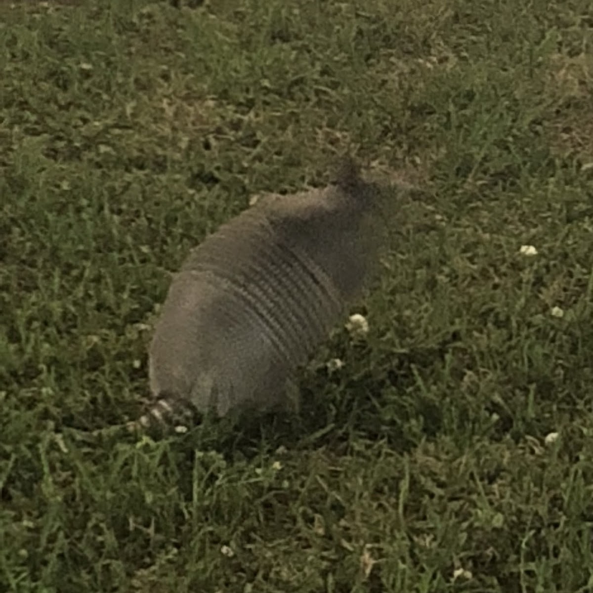 Nine-Banded Armadillo