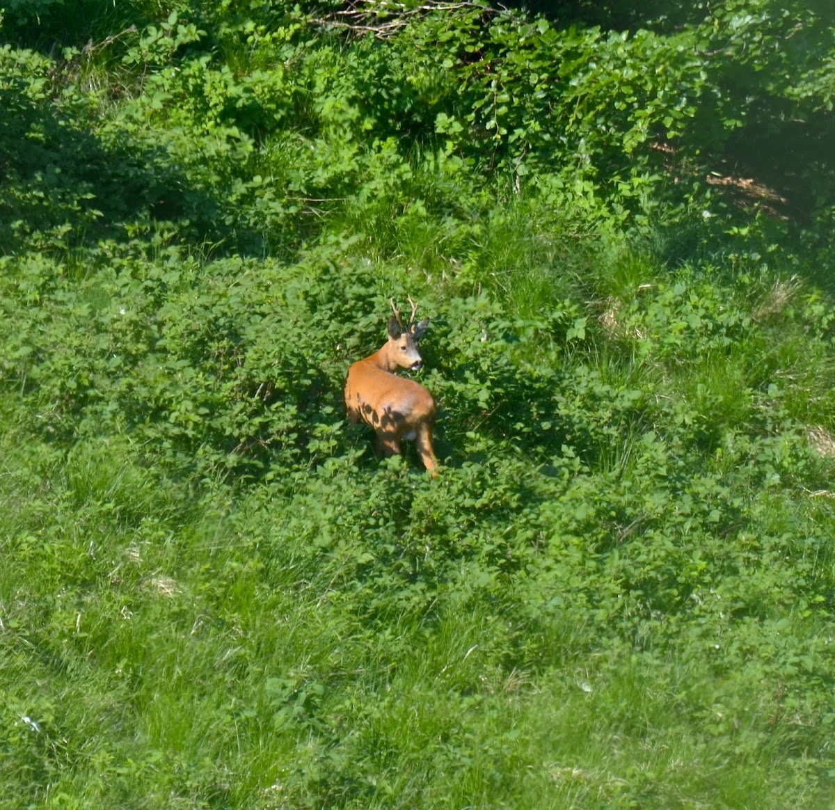 Roe deer