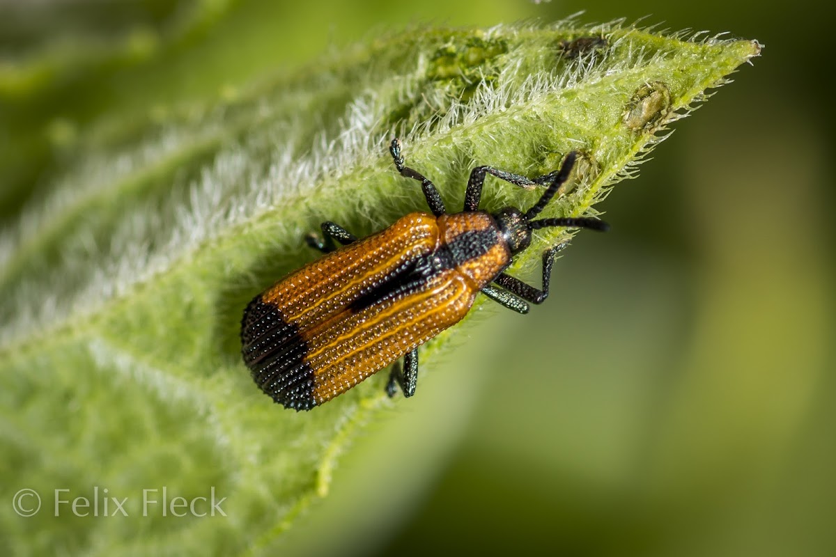 Leaf Miner