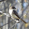 Eastern Phoebe