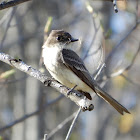 Eastern Phoebe