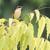 Ashy Prinia