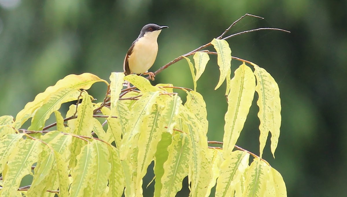 Ashy Prinia