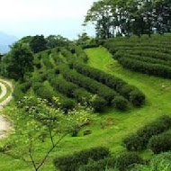 台灣農林熊空茶園