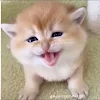 ユーザー