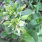 Chickweed