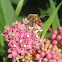 Swamp Milkweed