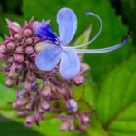 Blue Fountain Bush flower