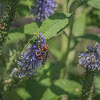 Weevil Wasp