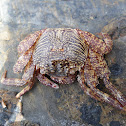 Unknown Crab