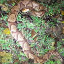 Copperhead