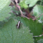 Dark Bush-cricket