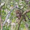 Ferruginous Pygmy-Owl