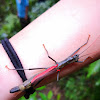 Black-and-red stick insect