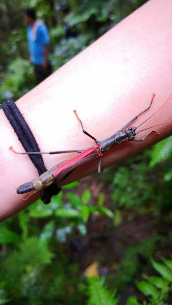 A black-and-red stick insect from the Philippines – observations