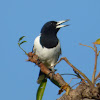 Pied Butcherbird