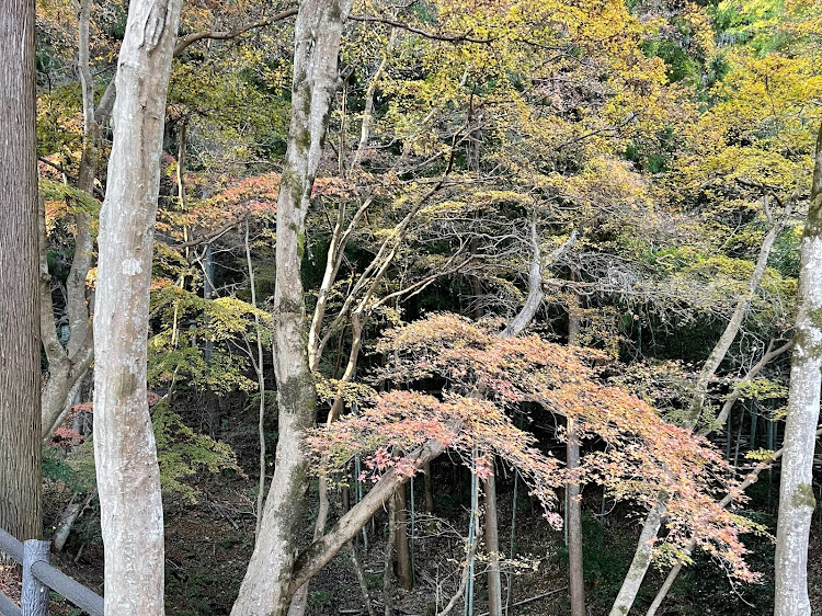 の投稿画像4枚目