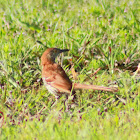 Brown Thrasher