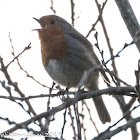 Robin