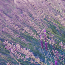 Lavender Theme
