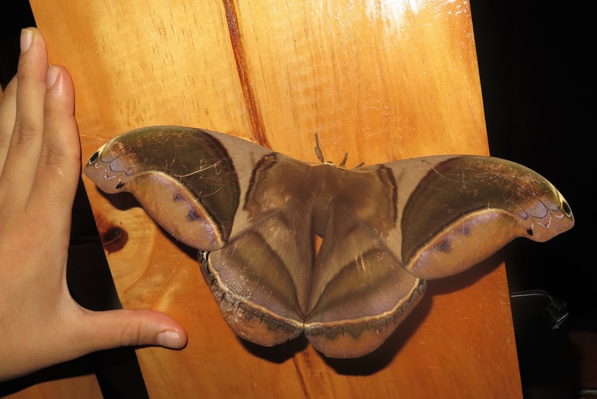 Giant Silkmoth