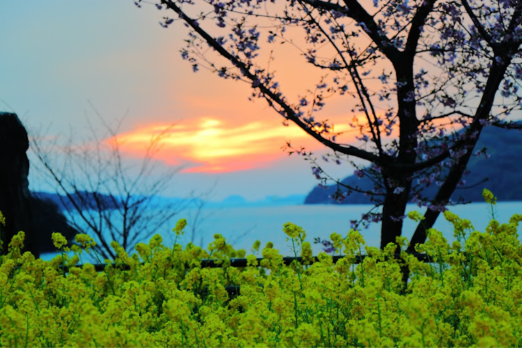 オデッセイの夕陽にハマってる😎・discover_ct・左斜め前写真展・エアサス#ACC・桜と菜の花と夕陽とオデ様に関するカスタム事例の投稿画像2枚目