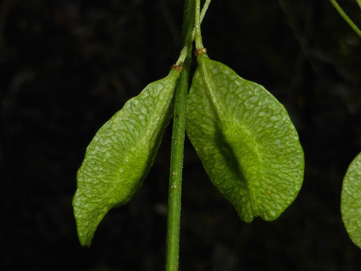 Common Hoptree