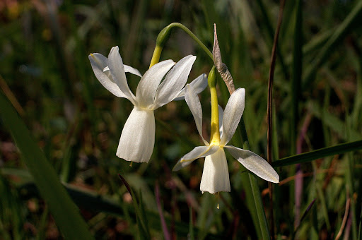 Narcissus triandrus