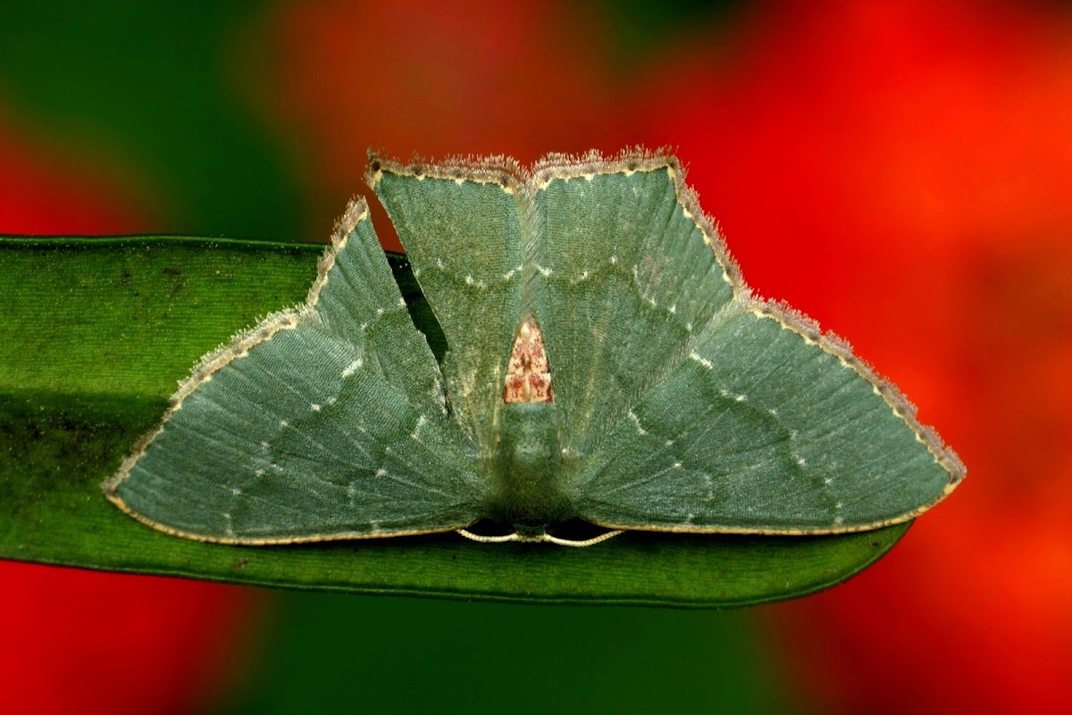 Geometrid Moth or Emerald Moth