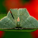 Geometrid Moth or Emerald Moth