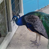 Indian Peafowl