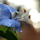 Asiatic dayflower.