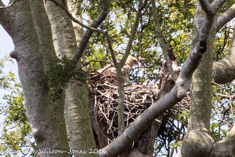 Wallace's Hawk Eagle