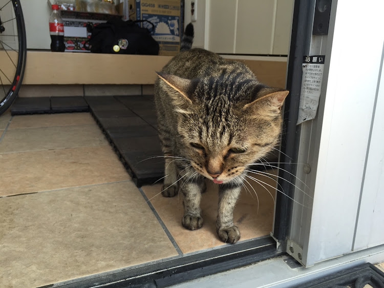 86の洗車・愛猫紹介に関するカスタム事例の投稿画像3枚目
